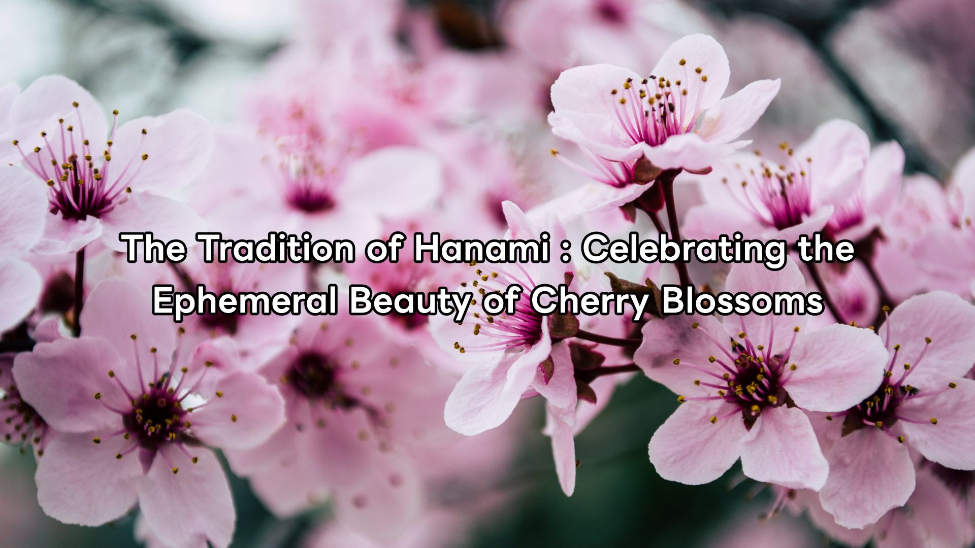 The Tradition of Hanami : Celebrating the Ephemeral Beauty of Cherry Blossoms